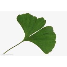 Sample Free Factory Supply Directly Competitive Prices 100% Natural Ginkgo Biloba Leaf Extract Min Order: 1kg