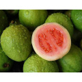 Nice and Fresh Fruit Guava