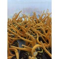 Cordyceps Mycelia Extract Cordycepin 98% Powder Price