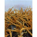 Cordyceps Mycelia Extracto Cordycepin 98% Polvo Price