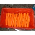 Good Vegetable Fresh Carrots