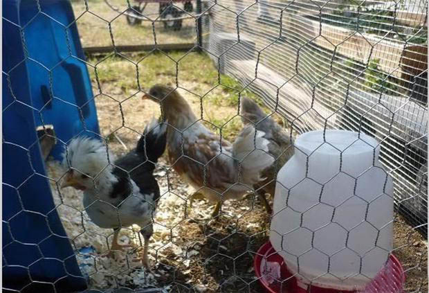 Low Price Chicken Mesh