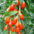 Chinese Superfood Goji-Beeren