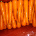 Boa colheita de cenoura fresca