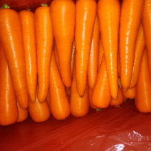Bonne récolte de carottes fraîches