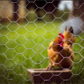 Hexagonal wire chicken wire mesh fence for livestick