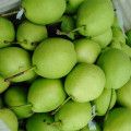 New Harvest of Fresh Shandong Pear