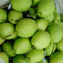 Neue Saison grüne Shandong Birne