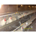 Uganda Layer Farm Used Chicken Cages for Sale