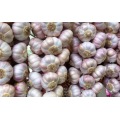 Chines Cold Storage New Purple Garlic