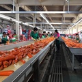 Red Carrots of Vegetables Exporting Field