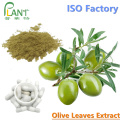 Natural Plant extract leaf olive extract oleuropein 40%