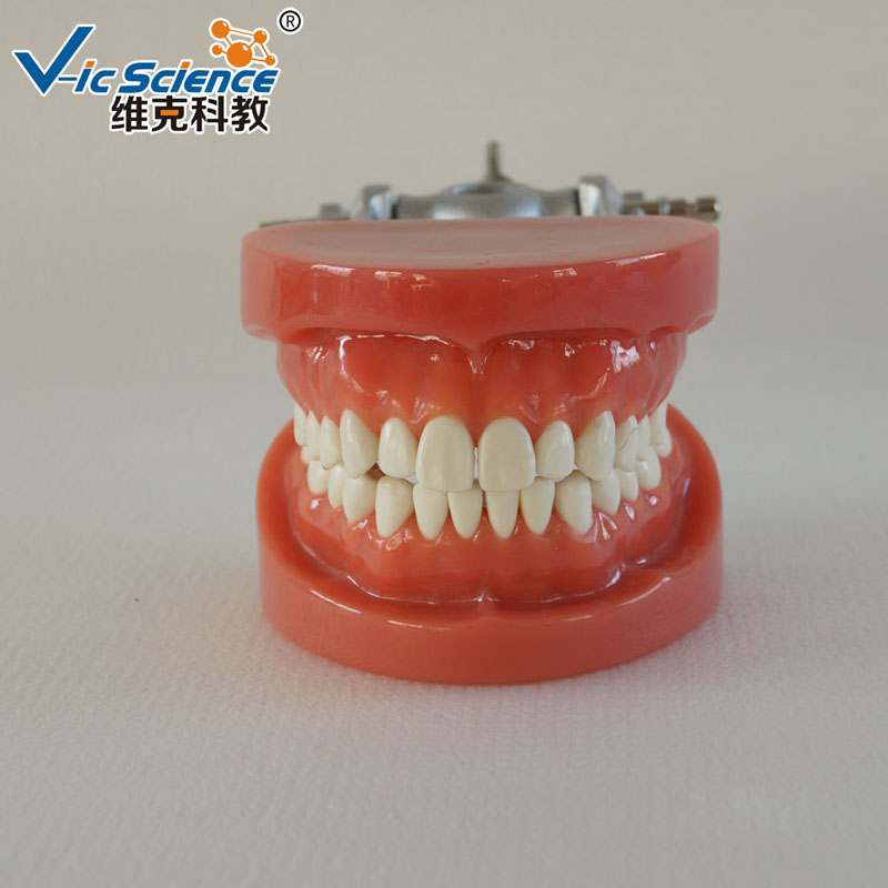 Teeth Model