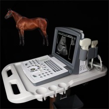 Portable B Ultrasound Scanner for sheep pig horse