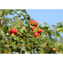 factory supply 100% pure rosehip essential oil