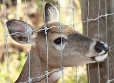 Deer Fence Netting