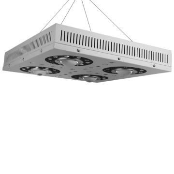 Atacado COB Crees LED Grow Lights 300W