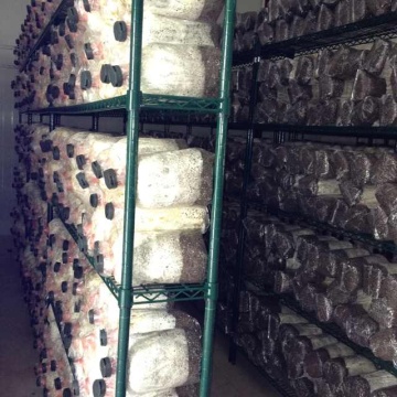 Metal cogumelo crescente rack de armazenamento para sala fria (cj16018200a5e)