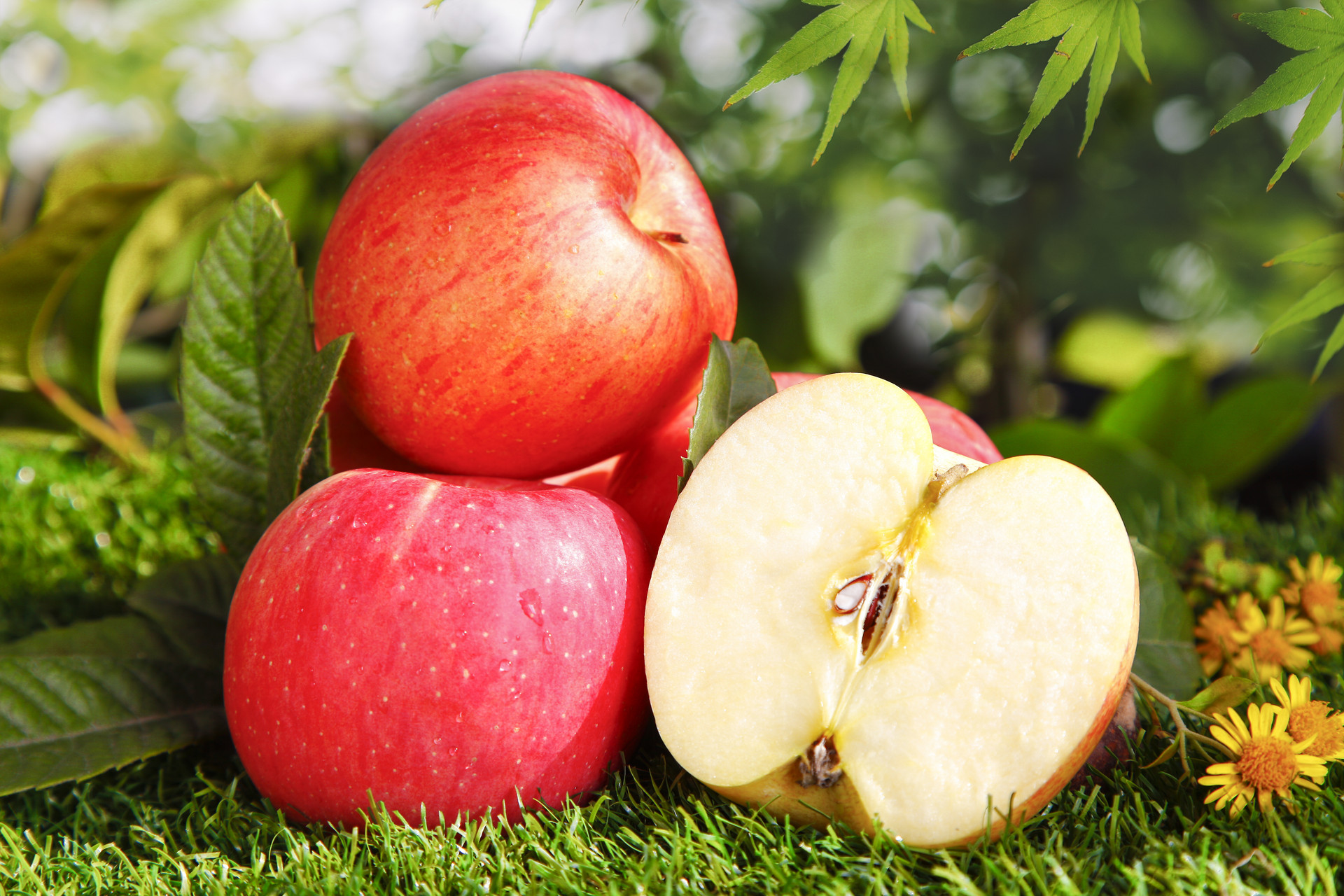 Apple Apple