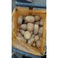 2016 Nueva Patata Fresca de Cultivo Shandong