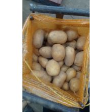 2016 Nueva Patata Fresca de Cultivo Shandong