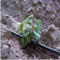 Drip Irrigation Tape with Flat Droppers