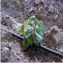 Water-Saving Dripline for Agricultural Irrigation