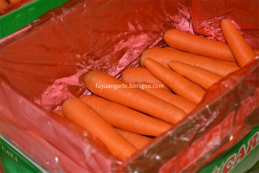 Anqiu Fresh Carrot