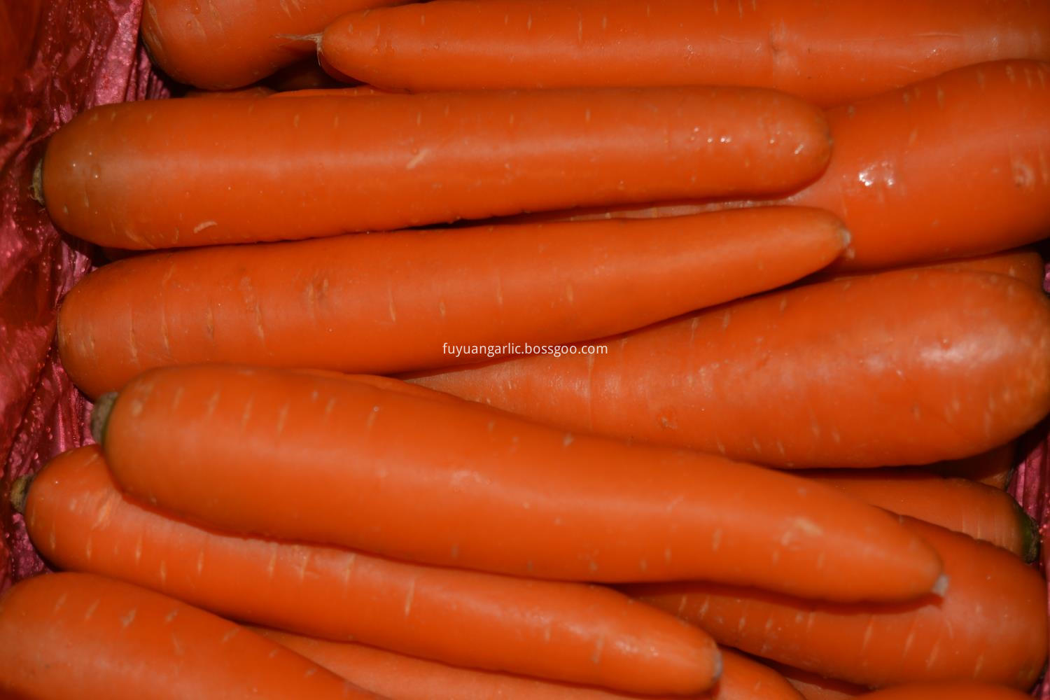 fresh farm carrot