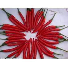 Export Good Quality Fresh Chinese Chilli