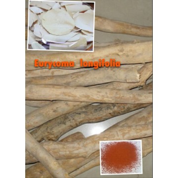 (Eurycoma Longifolia Extrait) --- Poudre 100: 1 Eurycoma Longifolia