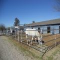 Barrière de cheval galvanisée animaux utiles de panneaux de bétail