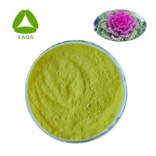 Extraits à base de plantes d&#39;extrait de kale poudre