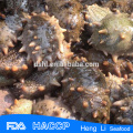 HL011 Frozen Sea Cucumber for export vacuum package