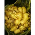 Hot sales10kg mesh bag Anqiu fresh ginger