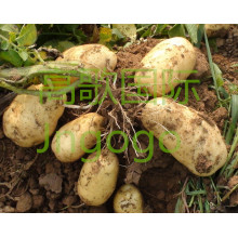 2015 Новый урожай картофеля профессионального экспорта