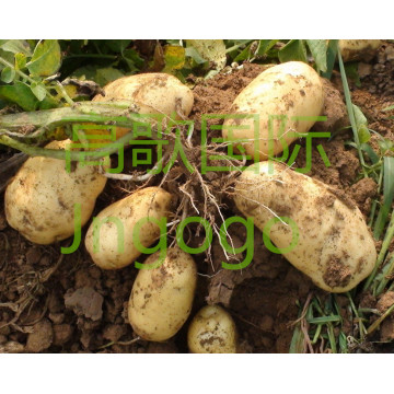 2015 New Crop Professional Exporting Potato