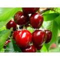 acerola cherry extract powder acerola powder