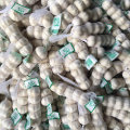 5.0-5.5cm Pure White Garlic