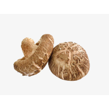 Fresh Vegetables Flower Shiitake Mushroom