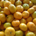 Golde Supplier of Sweet Baby Mandarin