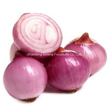 Fresh Red Onion in China