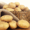 Fresh Yellow Holland Potato