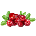 Bilberry Extract (Anthocyanins 25% UV )