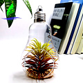 Crystal Bulb Shape Air Plant Glass Terrarium