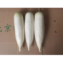 White Radish for Exporting/Good Delicious