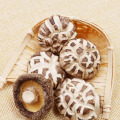 Low Price Dried White Flower Shiitake Mushroom