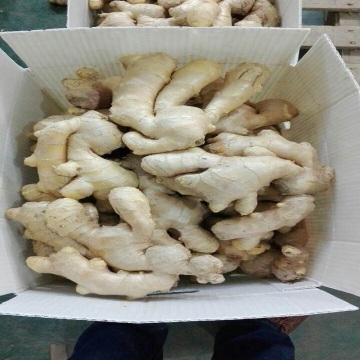 AIR DRIED GINGER WITH HIGH QUALITY