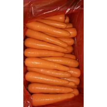 Zanahoria fresca china, nueva zanahoria de cosecha 2016 de la provincia de Shandong
