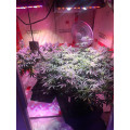 Cadena de margaritas 1200W LED Grow Light para plantar